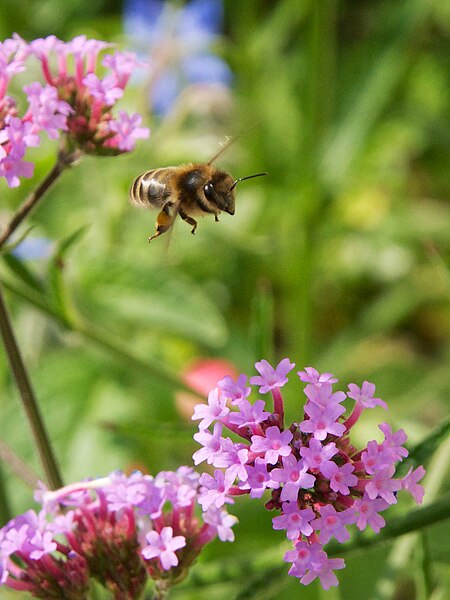 File:Bee approaching flower.jpg