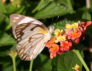 Pierini Tribe of butterflies