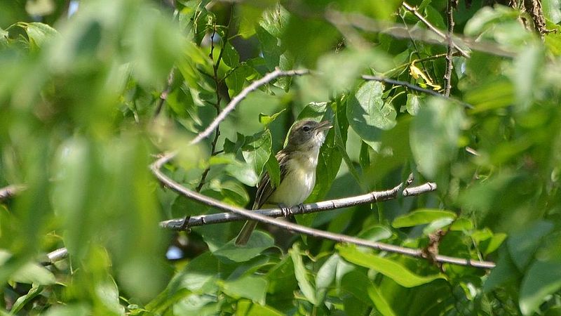 File:Bell's Vireo (9009942380).jpg