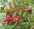 * Nomination European barberry (Berberis vulgaris) with fruits --Robert Flogaus-Faust 11:08, 21 May 2023 (UTC) * Promotion  Support Good quality. --Poco a poco 15:25, 21 May 2023 (UTC)