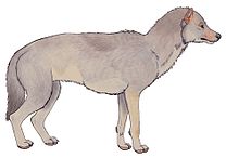 Beringian wolf reconstruction.jpg