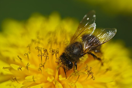 a bee on a dandelion