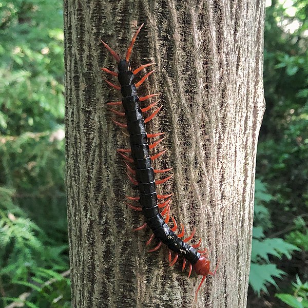 File:Big centipede on the wood.jpg