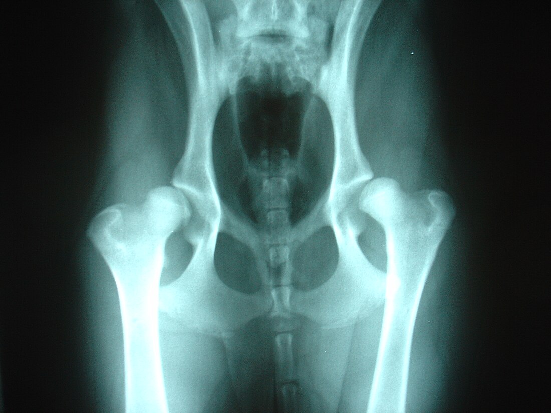 Canine hip dysplasia