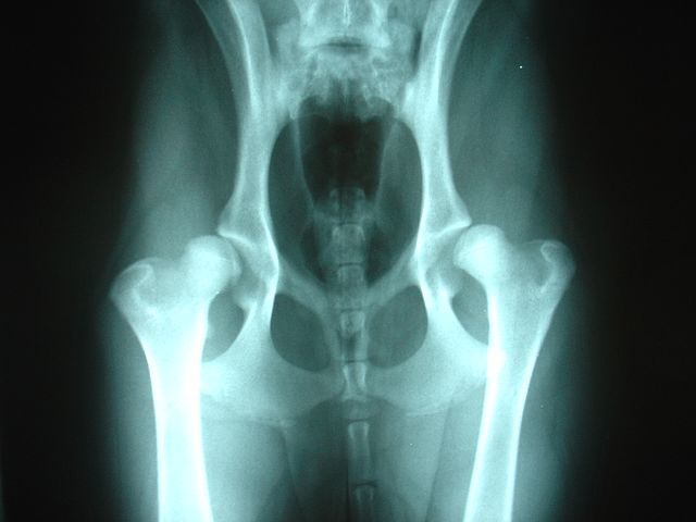 can a xray show hip dysplasia in dogs