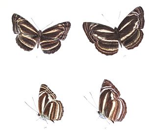 <i>Neptis vikasi</i> Species of butterfly