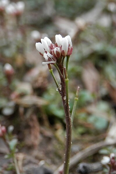 File:Bittercress (Cardamine sp.) - Simcoe, Ontario 2013-04-14.jpg