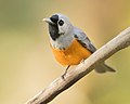 Black-faced Monarch, Woodford, New South Wales, Australia