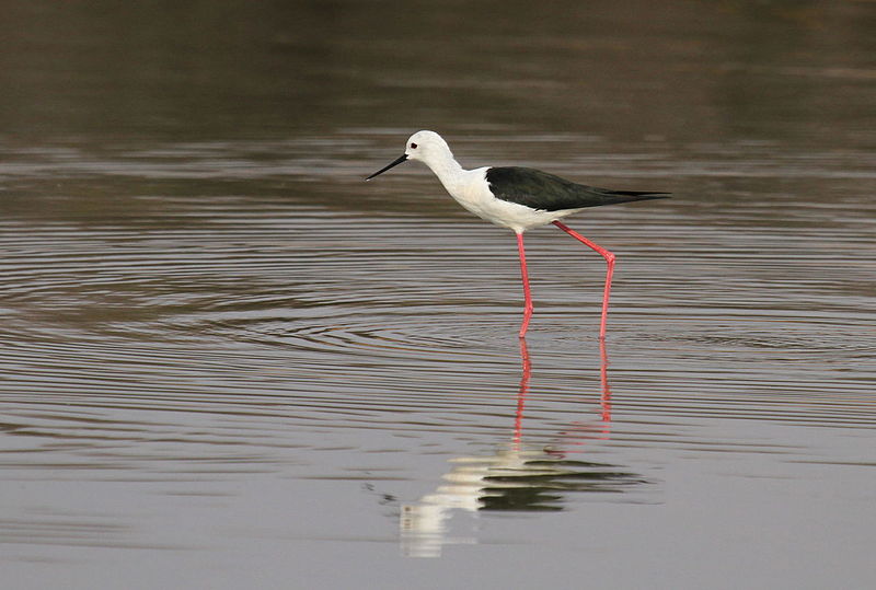 File:Black-winged Stilt, Common Stilt, or Pied Stilt, Himantopus himantopus at Borakalalo National Park, South Africa (9900166335).jpg