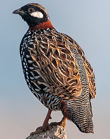 A Black Francolin, brought to the Mediterranean from South Asia in early CE as a game bird Black Francolin (27764995243) (cropped).jpg