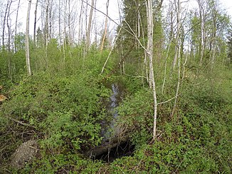 Bleichbach near Au Eulenau