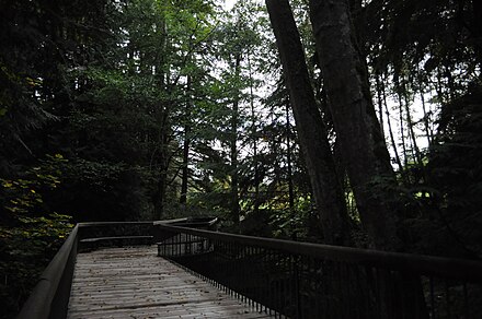 walkway in the Bloedel Reserve