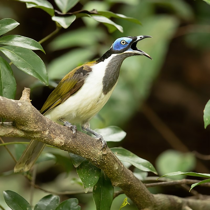 Blue-faced honeyeater - Wikipedia