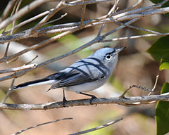 Polioptila caerulea caerulea