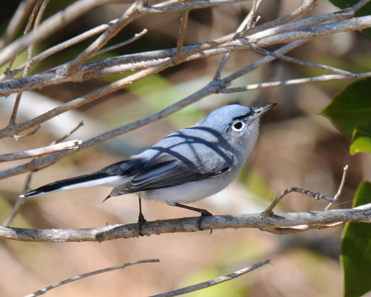 File:Blue-gray Gnatcatcher (5494248587).jpg