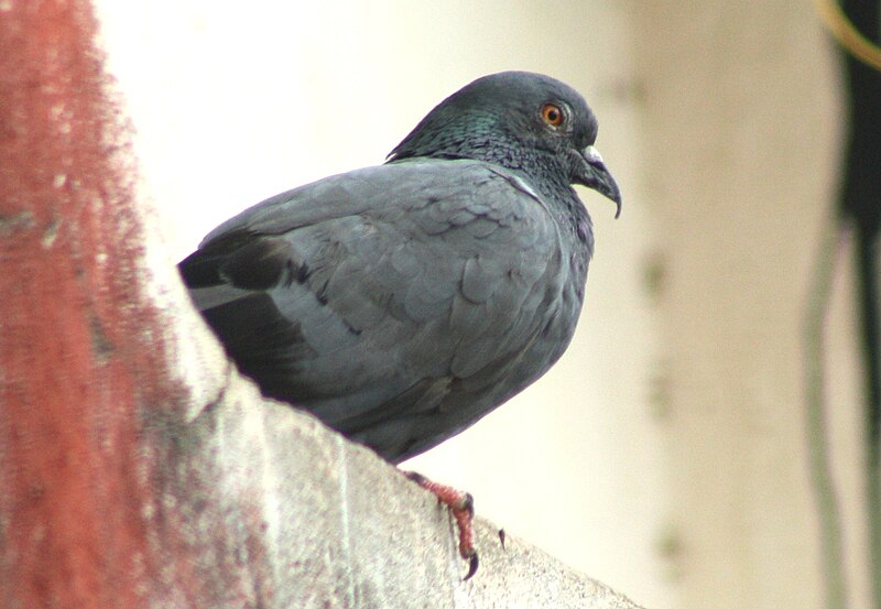 File:Blue-rock Pigeon (Columba livia) with bill deformity. At Thane, Maharashtra..jpg