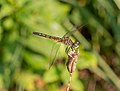 * Nomination Female blue darter in the Brooklyn Botanic Garden --Rhododendrites 14:16, 30 July 2021 (UTC) * Promotion  Support Good quality. --Knopik-som 14:42, 30 July 2021 (UTC)