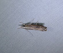 Мятлик Webworm Moth.jpg