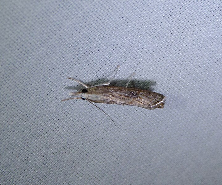 File:Bluegrass Webworm Moth.jpg