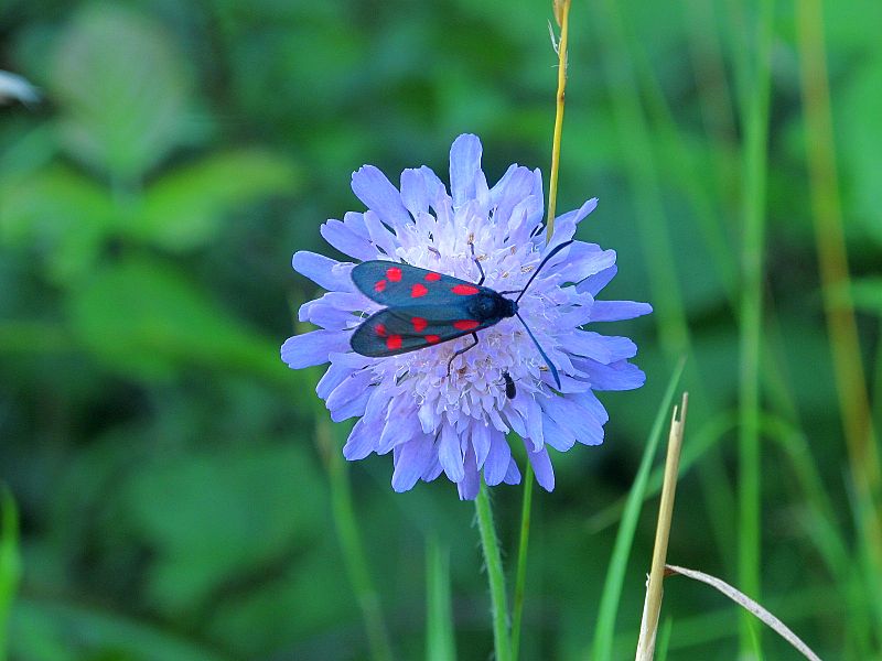 File:Blutströpfchen auf Acker-WitwenblumeIMG 5289a.jpg