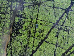 Aerial view of Kondakarla Bird Sanctuary situated on Vadrapalli lake, Visakhapatnam