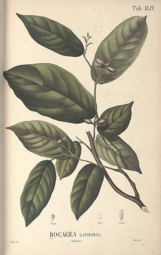 <i>Pseuduvaria latifolia</i> Species of plant in the family Annonaceae