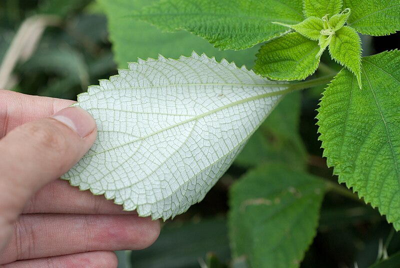 File:Boehmeria nivea leaves.jpg