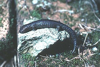 Holy-mountain salamander Species of amphibian