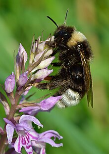 Bombus bohemicus - Dactylorhiza fuchsii - Keila.jpg