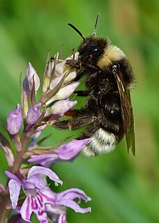 <i>Bombus bohemicus</i> Species of bee