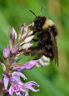 Tailed cuckoo bumblebee (Bombus bohemicus)