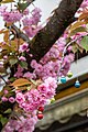 * Nomination Cherry blossom on Heerstraße in Bonn, North Rhine-Westphalia, Germany --XRay 03:48, 29 April 2024 (UTC) * Promotion  Support Good quality. --Johann Jaritz 04:11, 29 April 2024 (UTC)