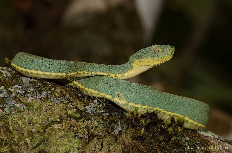 File:Bothrops bilineatus 113840257.jpg