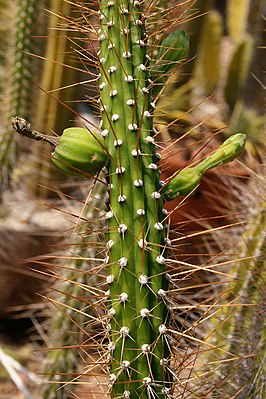 Brasilicereus estevesii