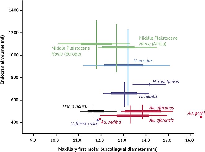Brain size and tooth size in hominins