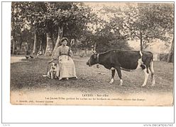 Vache bretonne pie-noir dans les Landes