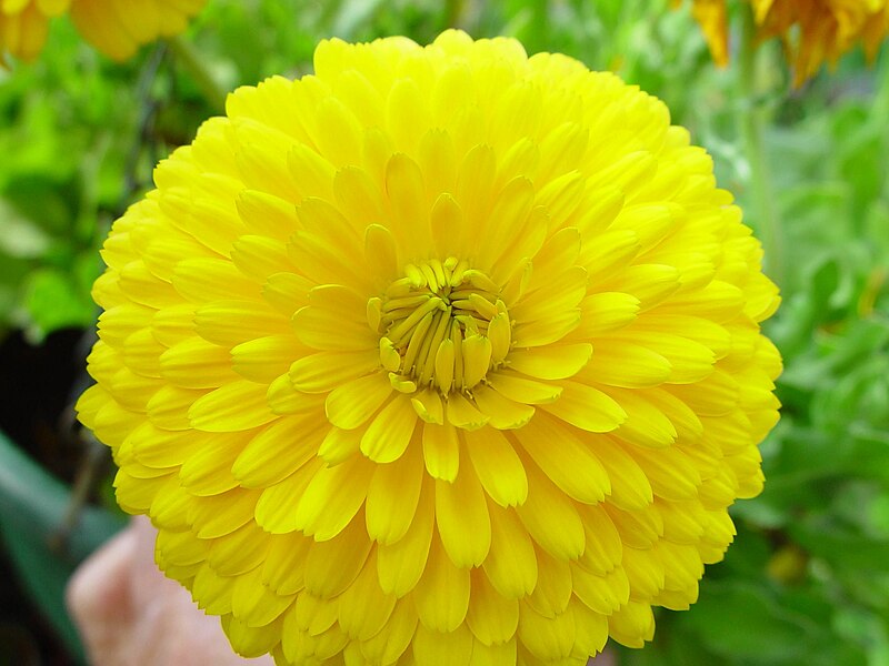 File:Bright yellow Calendula flower.jpg