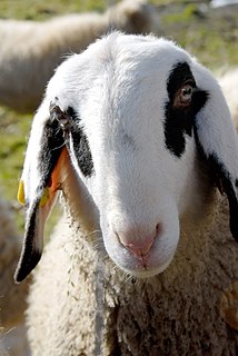 Jezersko–Solčava Breed of sheep