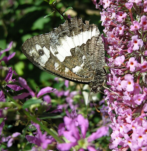 File:Brintesia circe - Silene (2).jpg