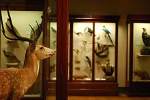The museum's natural history galleries include a large selection of taxidermied animals