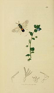 <i>Eulophus</i> genus of insects