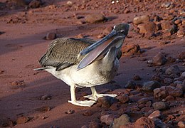 Pelicano pardo de las Galápagos (Pelecanus occidentalis urinator) en la isla Rábida.