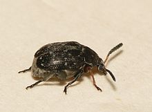 Bruchus atomarius Bruchus atomarius1.jpg