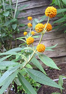 <i>Buddleja araucana</i>