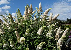 = Buddleja davidii kulturvario ‘White Profusion’