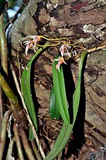 Bulbophyllum affine üçün miniatür