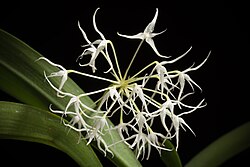 Bulbophyllum laxiflorum var. majus (Blume) Lindl., Gen. Sp. Orchid. Pl. 57 (1830) (31649440078).jpg