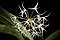 Bulbophyllum laxiflorum var. majus (Blume) Lindl., Gen. Sp. Orchid. Pl. 57 (1830) (31649440078).jpg