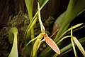 Bulbophyllum scaphioglossum