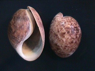 <i>Bulla striata</i> Species of gastropod